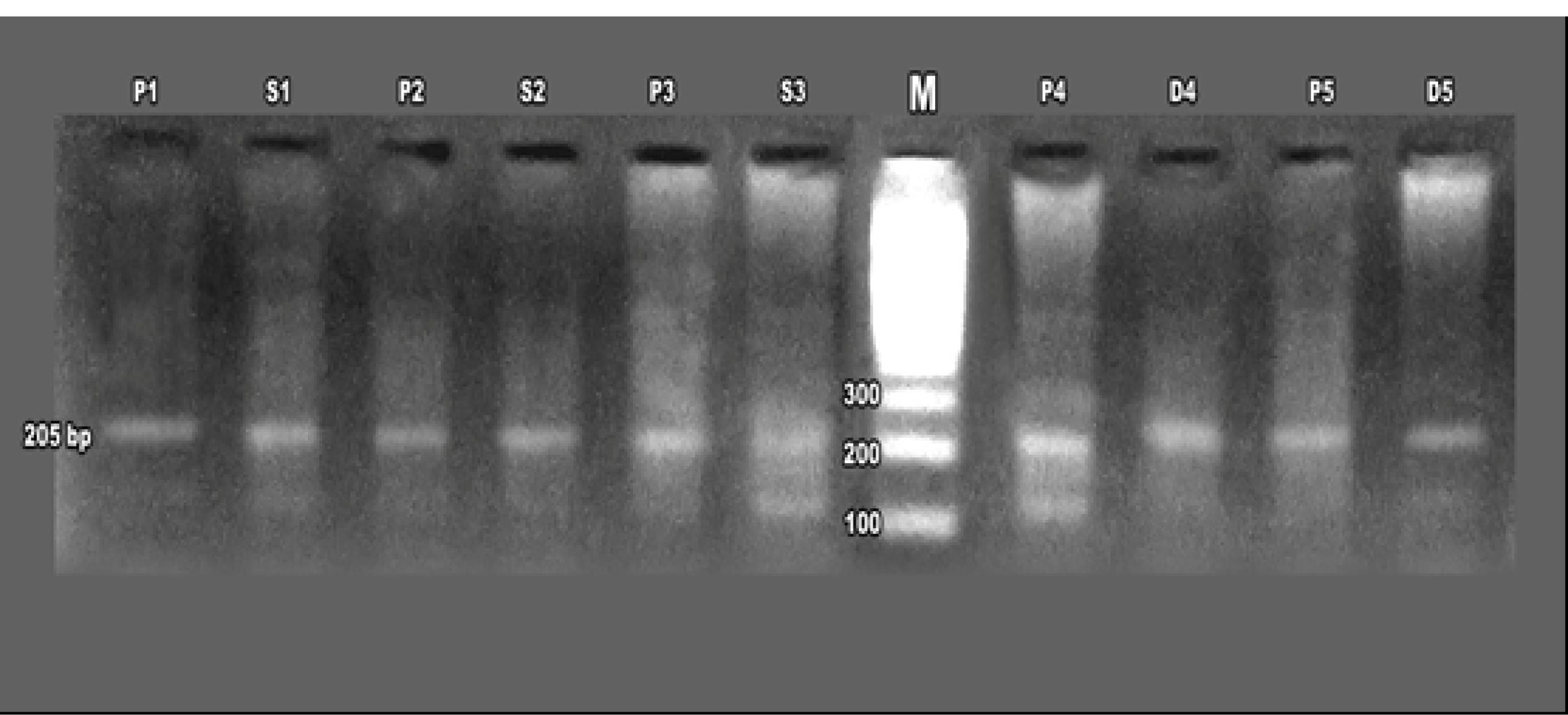 apb-15-637-g004
