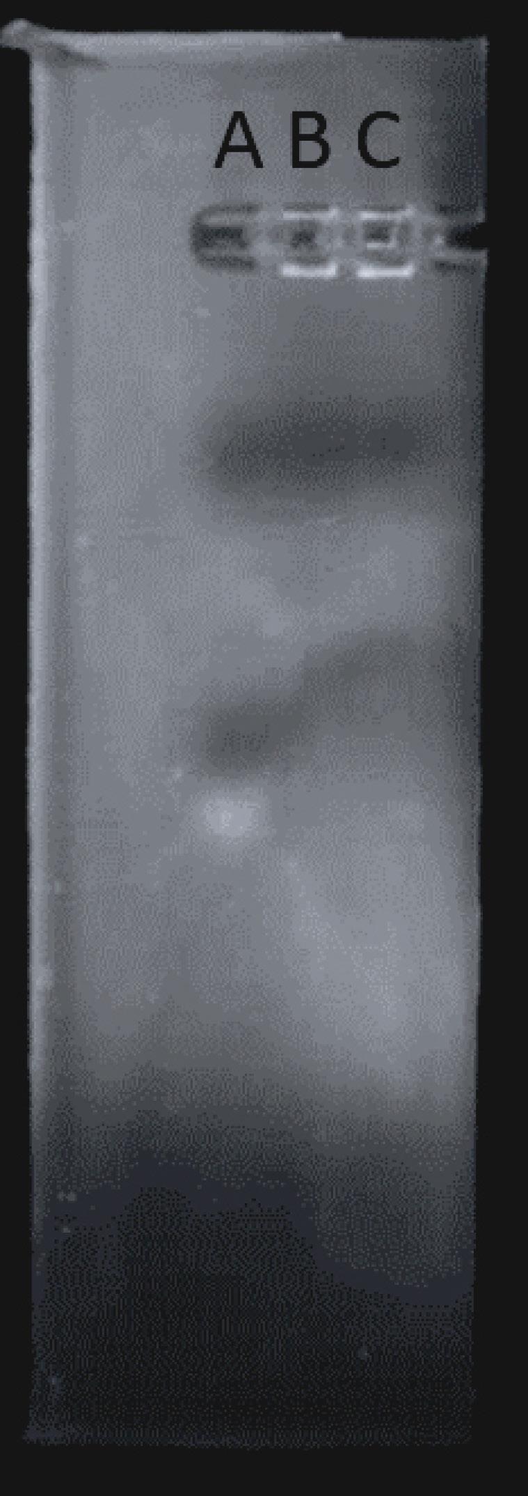apb-16-38-g004