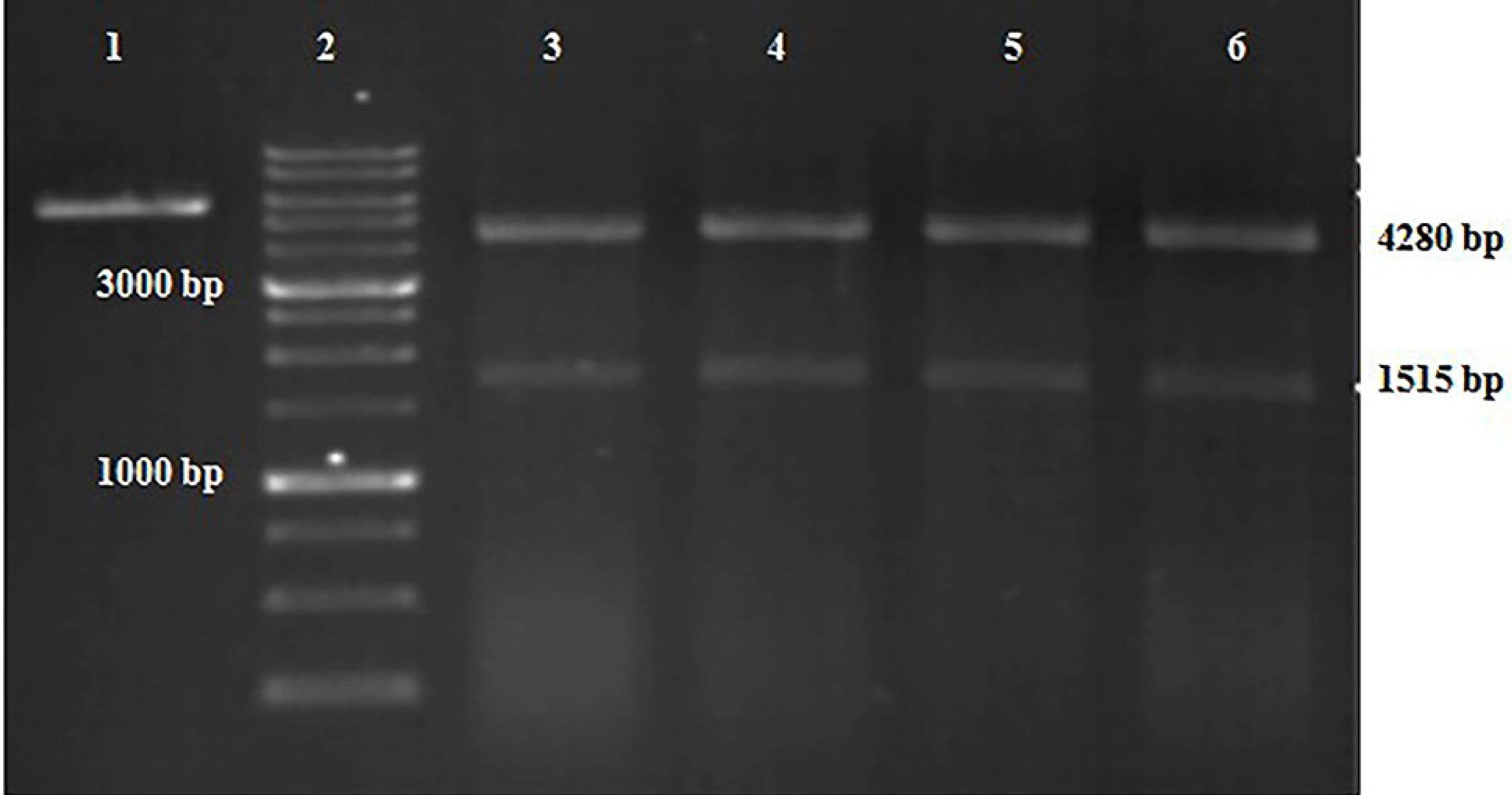 apb-16-62-g002